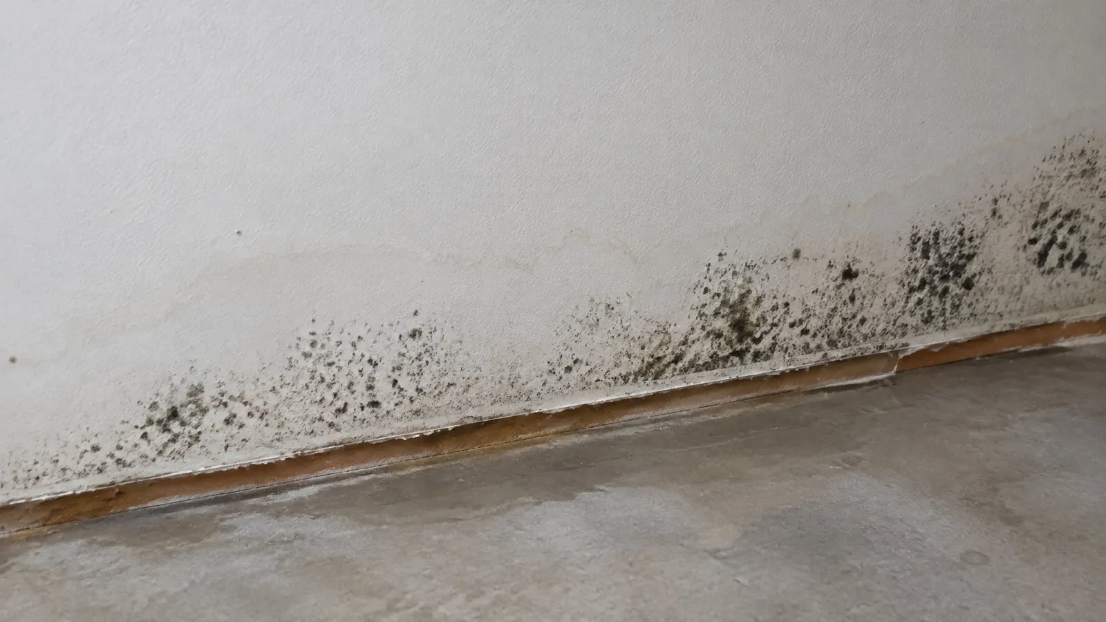 Dark mold spots across the bottom of basement drywall where the baseboard has been removed